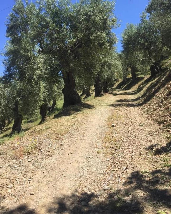 La Giara B&B San Demetrio Corone Eksteriør billede